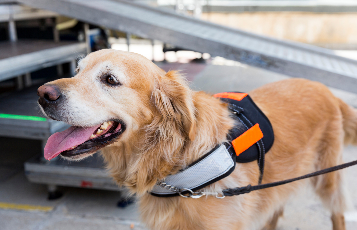Service Dog Commands You Should Know