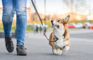 How To Manage Leash Reactivity in Your Dog