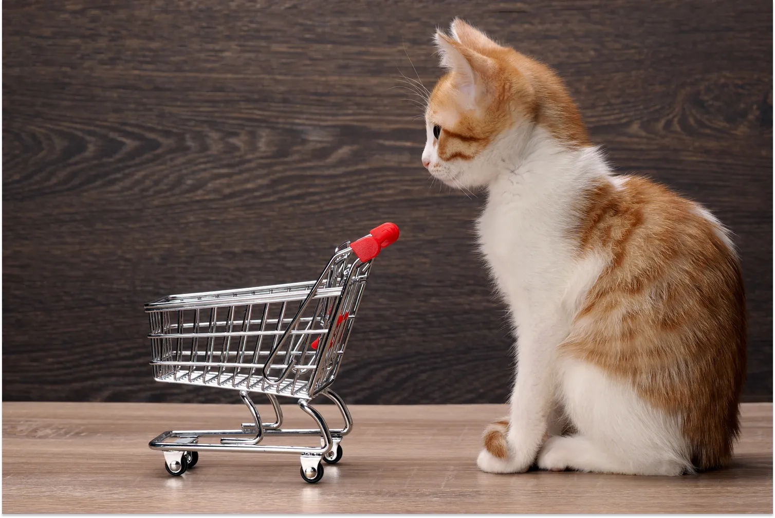 Pet Industry Marketing Strategies To Promote Your Brand